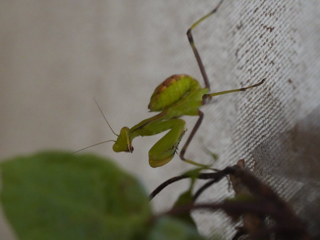 Élevage d'insectes à grande échelle