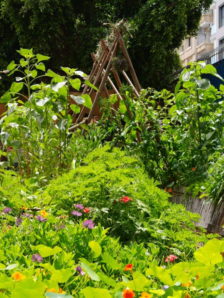 Potager urbain